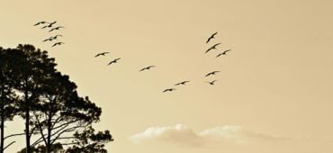 Énergies renouvelables et biodiversité