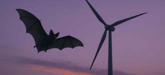 Chauve-souris et éolienne