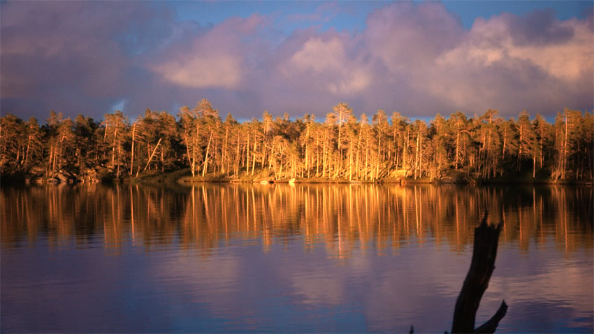 En Finlande, l’industrie forestière constitue l’un des principaux secteurs économiques. Les forêts boréales recouvrent près de 68% du territoire national. (©2013)