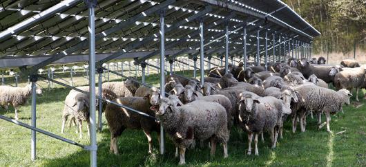 Moutons et panneaux solaires