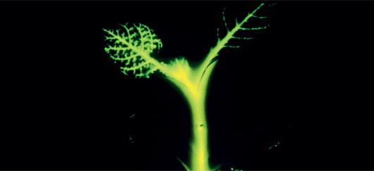 Glowing Plant phosporescente